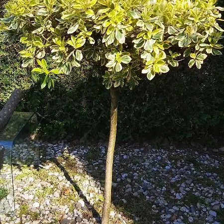 Cosy Garden Familie Tot 4 Personen Op De Veluwe Bungalowpark De Kern * Пюттен