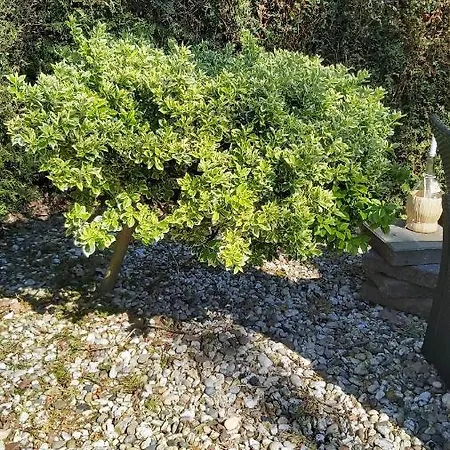 Horská chata Cosy Garden Familie Tot 4 Personen Op De Veluwe Bungalowpark De Kern Putten
