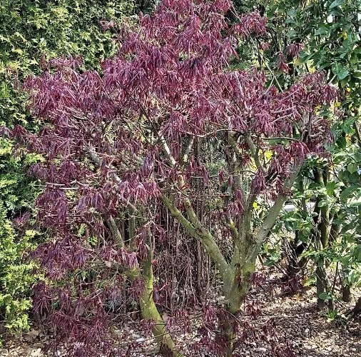 Chalet Cosy Garden Familie Tot 4 Personen Op De Veluwe Bungalowpark De Kern *