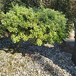 Alpstuga Cosy Garden Familie Tot 4 Personen Op De Veluwe Bungalowpark De Kern Putten