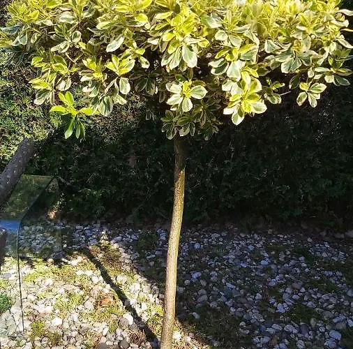 Cosy Garden Familie Tot 4 Personen Op De Veluwe Bungalowpark De Kern * Пюттен