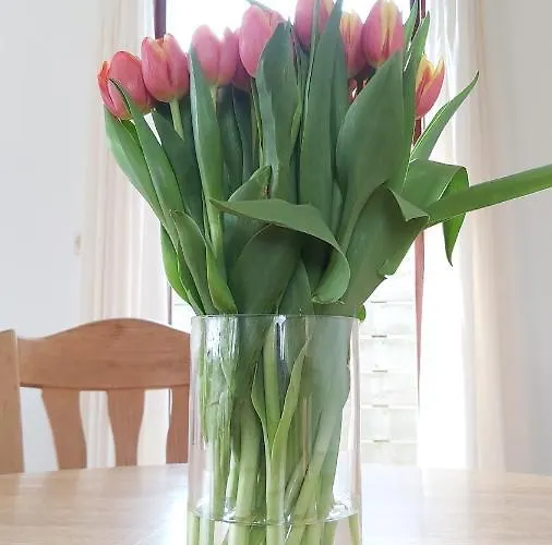 Шале Cosy Garden Familie Tot 4 Personen Op De Veluwe Bungalowpark De Kern