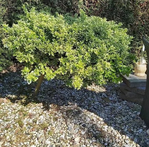 Шале Cosy Garden Familie Tot 4 Personen Op De Veluwe Bungalowpark De Kern Пюттен